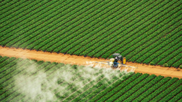Wasp Removal Services in Newcastle, WY