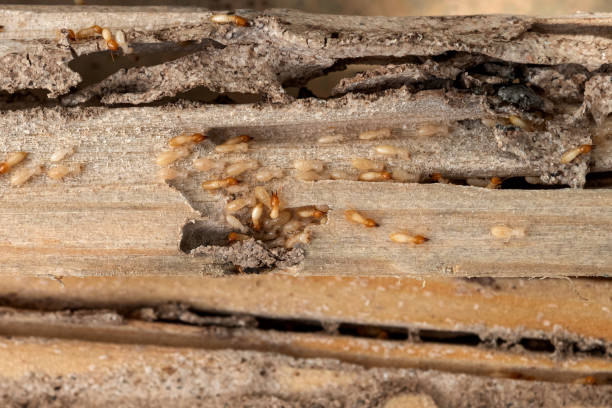 Best Affordable Pest Control Services  in Newcastle, WY